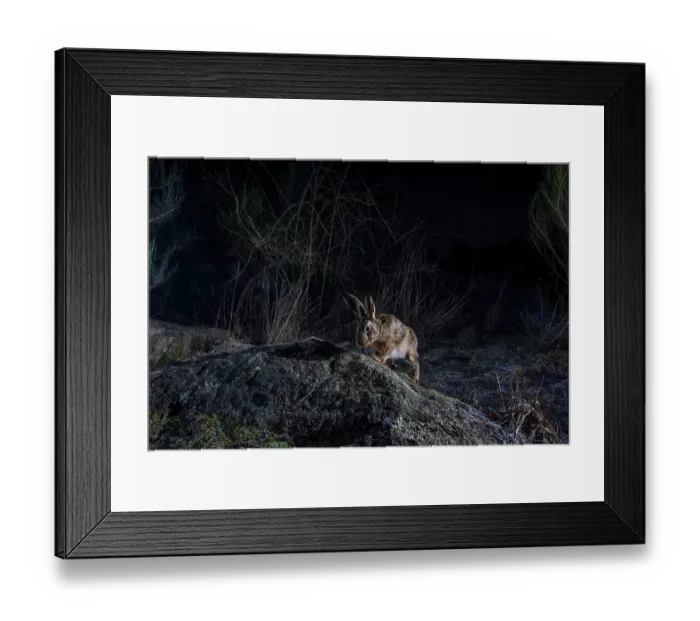 Framed Print : European hare (Lepus europaeus) using a wildlife crossing above the A89 highway at night, Correze, France. January. Camera trap image Framed Print : European hare (Lepus europaeus) using a wildlife crossing above the A89 highway at night, Correze, France. January. Camera trap image