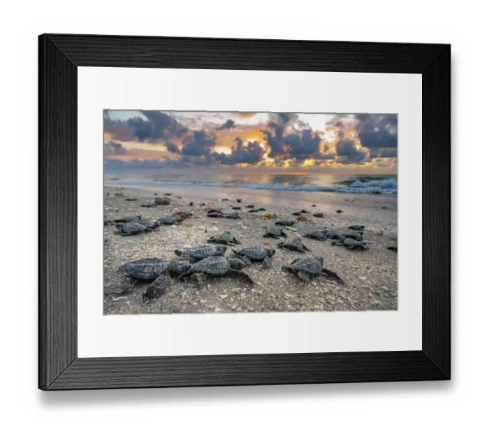 Framed Print : Kemp's ridley turtle (Lepidochelys kempii) hatchlings making their way to the sea, Rancho Nuevo Sea Turtle Sanctuary, Tamaulipas, Mexico. Critically endangered Framed Print : Kemp's ridley turtle (Lepidochelys kempii) hatchlings making their way to the sea, Rancho Nuevo Sea Turtle Sanctuary, Tamaulipas, Mexico. Critically endangered