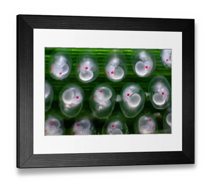Framed Print : Japanese pygmy squid (Idiosepius paradoxus) eggs on Seagrass (Zostera marina) with developing embryos visible Framed Print : Japanese pygmy squid (Idiosepius paradoxus) eggs on Seagrass (Zostera marina) with developing embryos visible