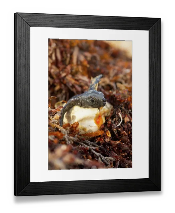 Framed Print : Kemp's ridley turtle (Lepidochelys kempii) hatchling emerging from egg, Rancho Nuevo Sea Turtle Sanctuary, Tamaulipas, Mexico. Critically endangered
