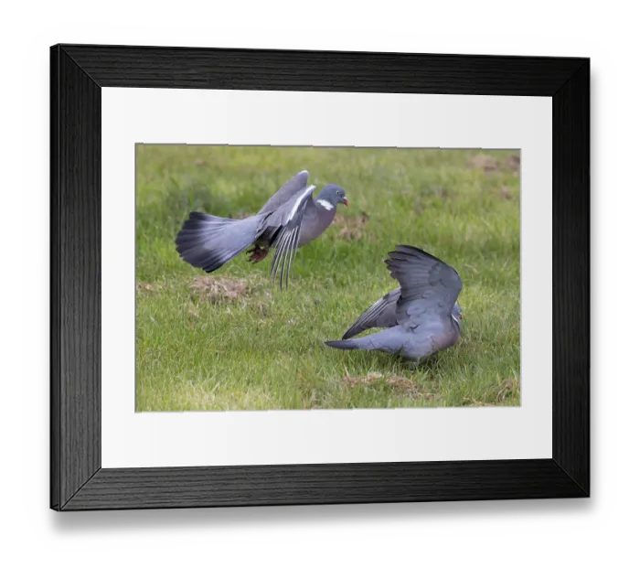 Framed Print : Two Wood pigeon (Columba palumbus) males, squabbling, Norfolk, England, UK. April Framed Print : Two Wood pigeon (Columba palumbus) males, squabbling, Norfolk, England, UK. April