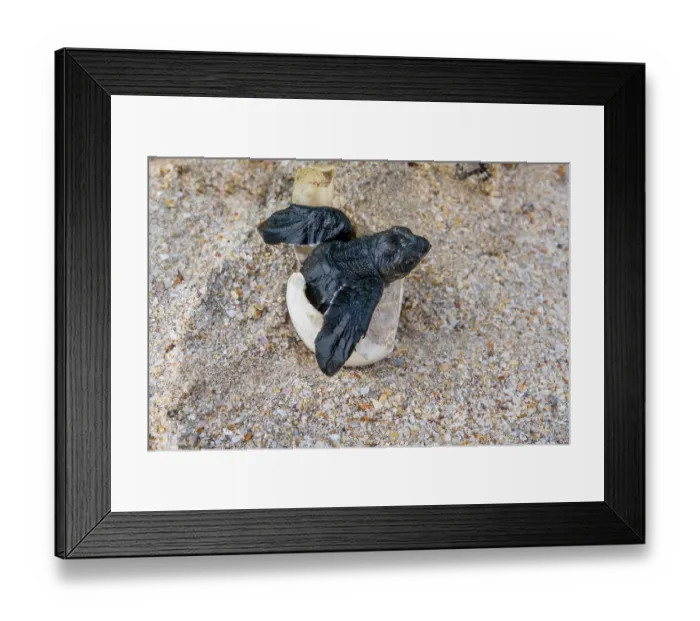 Framed Print : Kemp's ridley turtle (Lepidochelys kempii) hatchling emerging from egg, Rancho Nuevo Sea Turtle Sanctuary, Tamaulipas, Mexico. Critically endangered Framed Print : Kemp's ridley turtle (Lepidochelys kempii) hatchling emerging from egg, Rancho Nuevo Sea Turtle Sanctuary, Tamaulipas, Mexico. Critically endangered