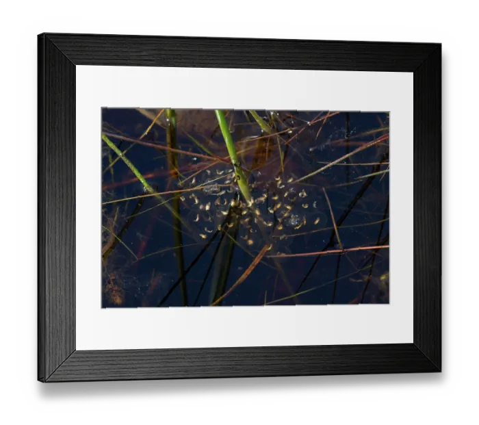 Framed Print : Northern pool frog (Pelophylax lessonae) developed frogspawn in pool, Thompson Water, Norfolk, England, UK. May