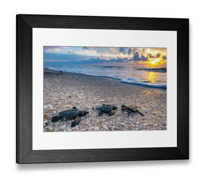 Framed Print : Three Kemp's ridley turtle (Lepidochelys kempii) hatchlings making their way to the sea, Rancho Nuevo Sea Turtle Sanctuary, Tamaulipas, Mexico. Critically endangered Framed Print : Three Kemp's ridley turtle (Lepidochelys kempii) hatchlings making their way to the sea, Rancho Nuevo Sea Turtle Sanctuary, Tamaulipas, Mexico. Critically endangered