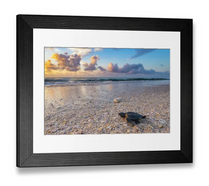 Framed Print : Kemp's ridley turtle (Lepidochelys kempii) hatchling making its way to the sea, Rancho Nuevo Sea Turtle Sanctuary, Tamaulipas, Mexico. Critically endangered Framed Print : Kemp's ridley turtle (Lepidochelys kempii) hatchling making its way to the sea, Rancho Nuevo Sea Turtle Sanctuary, Tamaulipas, Mexico. Critically endangered