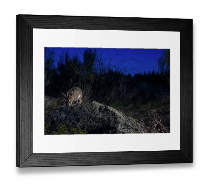 Framed Print : European hare (Lepus europaeus) using a wildlife crossing above the A89 highway at night, Correze, France. January. Camera trap image Framed Print : European hare (Lepus europaeus) using a wildlife crossing above the A89 highway at night, Correze, France. January. Camera trap image