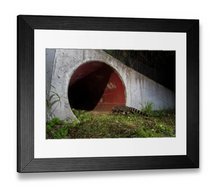 Framed Print : Common genet (Genetta genetta) entering a wildlife underpass below the A10 highway at night, Charente-Maritime, France. June. Camera trap image