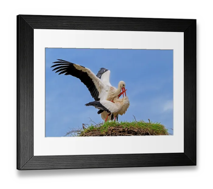 Framed Print : White storks (Ciconia ciconia) pair mating on old nest from previous spring, Zwin Nature Park, Knokke, West Flanders, Belgium. February