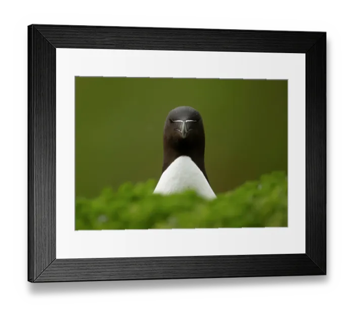 Framed Print : Razorbill (Alca torda) portrait in green foliage, Great Saltee Island, Republic of Ireland. May Framed Print : Razorbill (Alca torda) portrait in green foliage, Great Saltee Island, Republic of Ireland. May