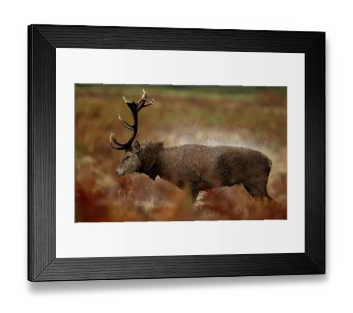 Framed Print : Red deer (Cervus elaphus) stag, shaking water from its fur, Bradgate Park, Leicestershire, UK. October Framed Print : Red deer (Cervus elaphus) stag, shaking water from its fur, Bradgate Park, Leicestershire, UK. October