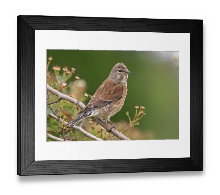 Framed Print : Linnet (Carduelis cannabina) female, perched on branch, Cantley, Norfolk, England, UK. June
