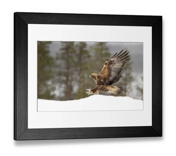 Framed Print : RF - Golden eagle (Aquila chrysaetos) landing on snow, Finland. March. (This image may be licensed either as rights managed or royalty free.) Framed Print : RF - Golden eagle (Aquila chrysaetos) landing on snow, Finland. March. (This image may be licensed either as rights managed or royalty free.)