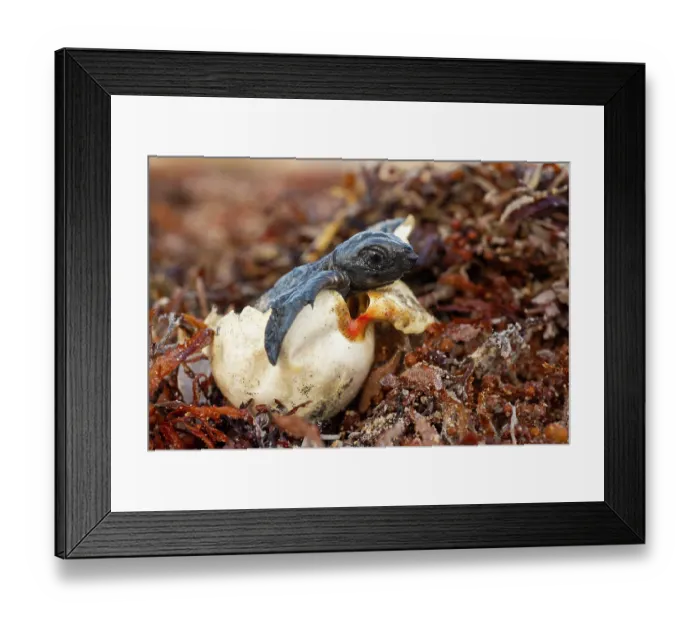 Framed Print : Kemp's ridley turtle (Lepidochelys kempii) hatchling emerging from egg, Rancho Nuevo Sea Turtle Sanctuary, Tamaulipas, Mexico. Critically endangered Framed Print : Kemp's ridley turtle (Lepidochelys kempii) hatchling emerging from egg, Rancho Nuevo Sea Turtle Sanctuary, Tamaulipas, Mexico. Critically endangered