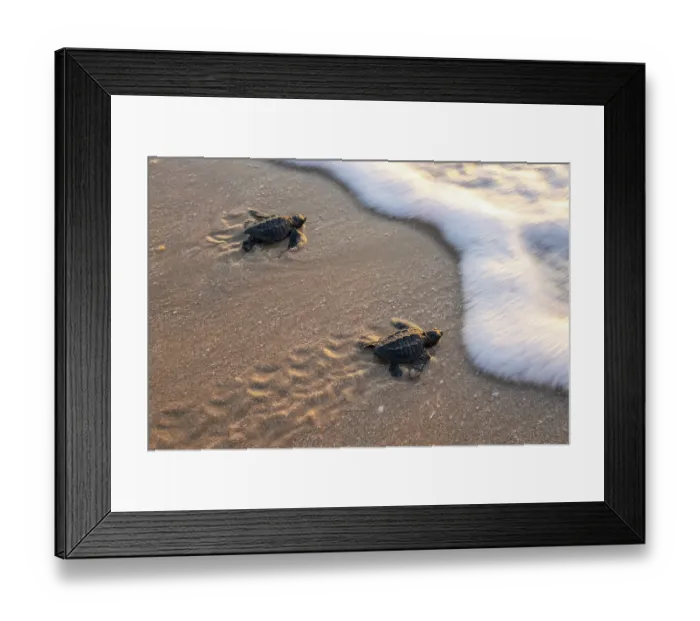 Framed Print : Two Kemp's ridley turtle (Lepidochelys kempii) hatchlings making their way to the sea, Rancho Nuevo Sea Turtle Sanctuary, Tamaulipas, Mexico. Critically endangered