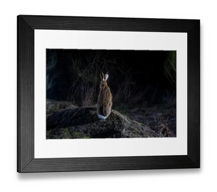 Framed Print : European hare (Lepus europaeus) using a wildlife crossing above the A89 highway at night, Correze, France. January. Camera trap image Framed Print : European hare (Lepus europaeus) using a wildlife crossing above the A89 highway at night, Correze, France. January. Camera trap image