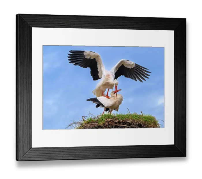 Framed Print : White storks (Ciconia ciconia) pair mating on old nest from previous spring, Zwin Nature Park, Knokke, West Flanders, Belgium. February Framed Print : White storks (Ciconia ciconia) pair mating on old nest from previous spring, Zwin Nature Park, Knokke, West Flanders, Belgium. February