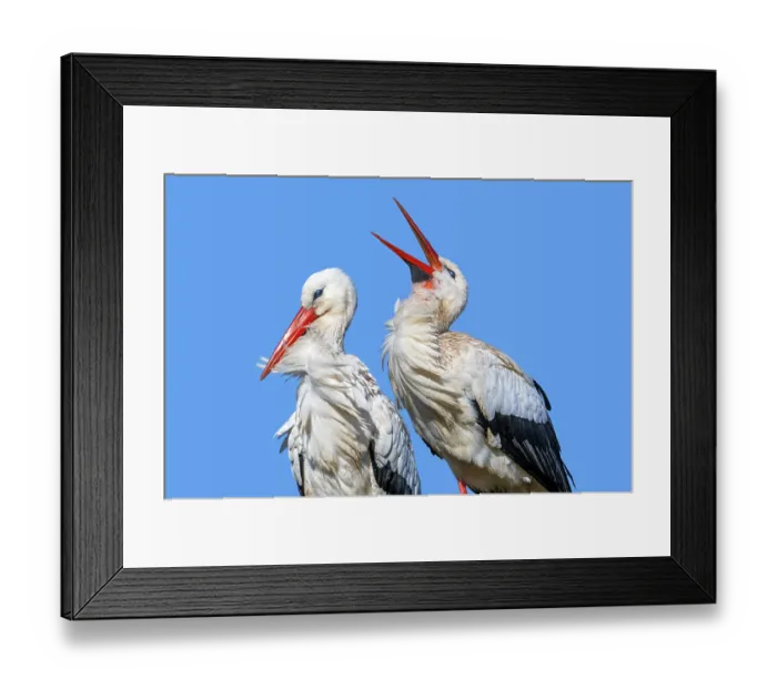 Framed Print : White storks (Ciconia ciconia) pair, perched on nest, male bill-clattering courtship display in spring, Zwin Nature Park, Knokke, West Flanders, Belgium. February Framed Print : White storks (Ciconia ciconia) pair, perched on nest, male bill-clattering courtship display in spring, Zwin Nature Park, Knokke, West Flanders, Belgium. February