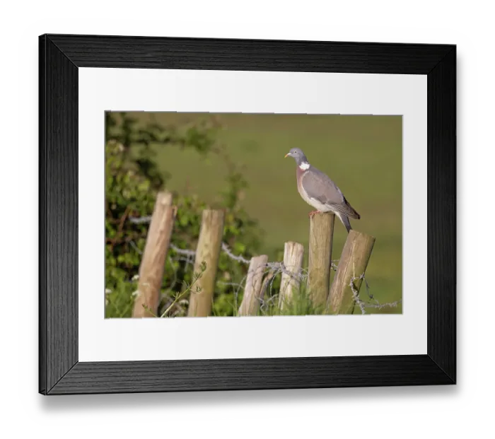 Framed Print : Wood pigeon (Columba palumbus) perched on wooden fence post, Suffolk, England, UK. May Framed Print : Wood pigeon (Columba palumbus) perched on wooden fence post, Suffolk, England, UK. May
