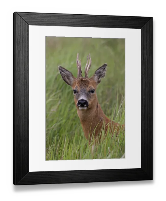 Framed Print : Roe deer (Capreolus capreolus) buck, standing in long grass, head portrait, Norfolk, England, UK. May Framed Print : Roe deer (Capreolus capreolus) buck, standing in long grass, head portrait, Norfolk, England, UK. May