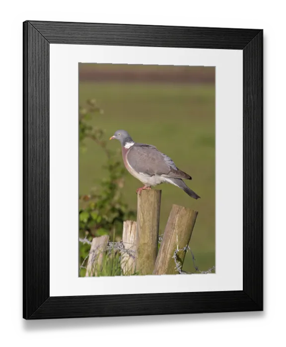 Framed Print : Wood pigeon (Columba palumbus) perched on wooden fence post, Suffolk, England, UK. May Framed Print : Wood pigeon (Columba palumbus) perched on wooden fence post, Suffolk, England, UK. May