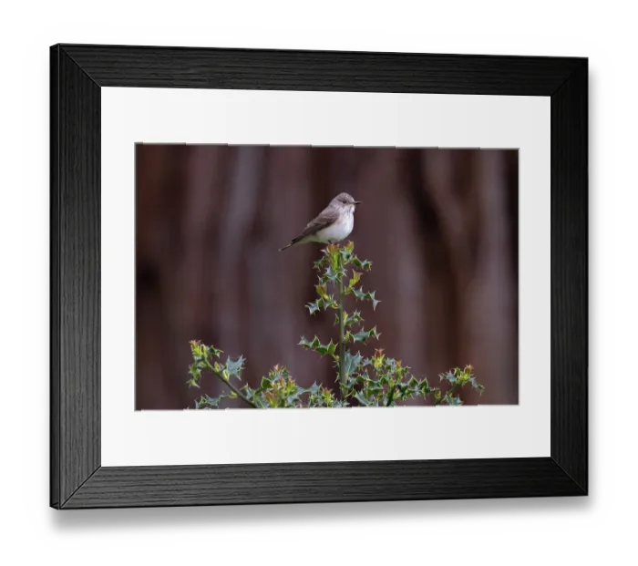 Framed Print : Spotted flycatcher (Muscicapa striata) perched on Holly (Ilex aquifolium) bush, Norfolk, England, UK. May Framed Print : Spotted flycatcher (Muscicapa striata) perched on Holly (Ilex aquifolium) bush, Norfolk, England, UK. May
