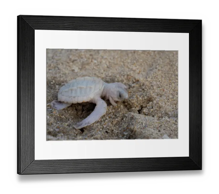Framed Print : Kemp's ridley turtle (Lepidochelys kempii) albino hatchling, portrait, Rancho Nuevo Sea Turtle Sanctuary, Tamaulipas, Mexico. Critically endangered Framed Print : Kemp's ridley turtle (Lepidochelys kempii) albino hatchling, portrait, Rancho Nuevo Sea Turtle Sanctuary, Tamaulipas, Mexico. Critically endangered