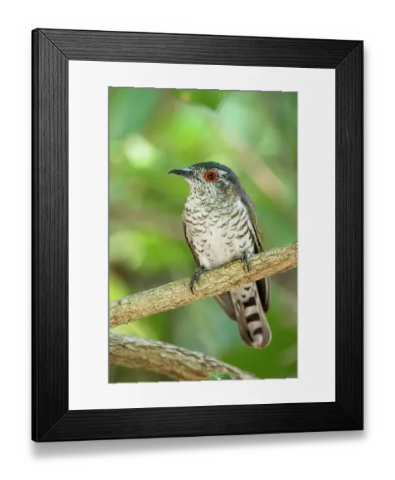 Framed Print : Little bronze-cuckoo (Chrysococcyx minutillus) male, perched on branch, Corroborree billabong, Northern Territory, Australia Framed Print : Little bronze-cuckoo (Chrysococcyx minutillus) male, perched on branch, Corroborree billabong, Northern Territory, Australia