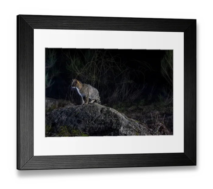 Framed Print : European wildcat (Felis silvestris) using a wildlife crossing above the A89 highway at night, Correze, France. January. Camera trap image Framed Print : European wildcat (Felis silvestris) using a wildlife crossing above the A89 highway at night, Correze, France. January. Camera trap image