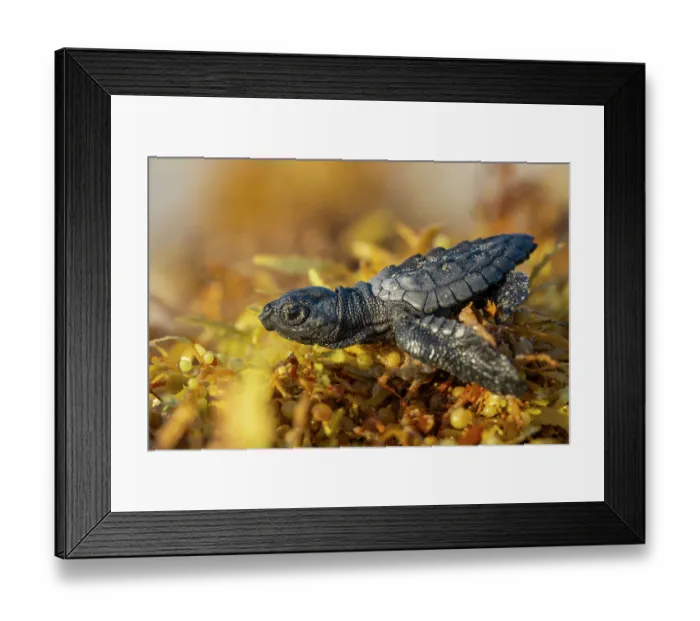 Framed Print : Kemp's ridley turtle (Lepidochelys kempii) hatchling making its way across Kelp to the sea, Rancho Nuevo Sea Turtle Sanctuary, Tamaulipas, Mexico. Critically endangered Framed Print : Kemp's ridley turtle (Lepidochelys kempii) hatchling making its way across Kelp to the sea, Rancho Nuevo Sea Turtle Sanctuary, Tamaulipas, Mexico. Critically endangered