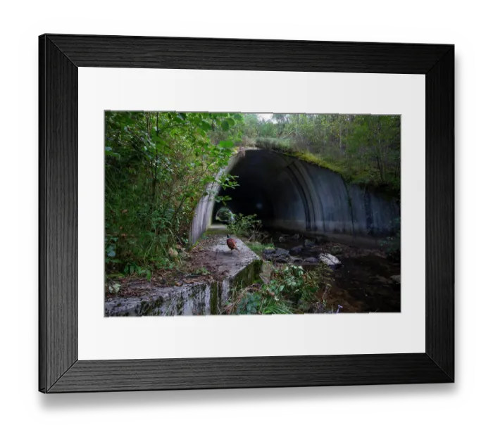 Framed Print : Ring-necked pheasant (Phasianus colchicus) walking along a wildlife underpass below the A89 highway and above the Deirot river, Correze, France. September. Camera trap image Framed Print : Ring-necked pheasant (Phasianus colchicus) walking along a wildlife underpass below the A89 highway and above the Deirot river, Correze, France. September. Camera trap image