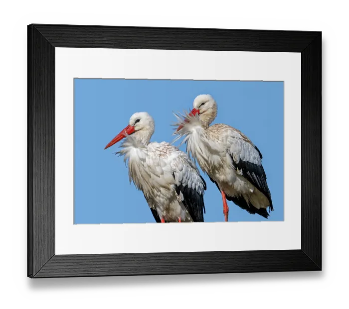 Framed Print : White storks (Ciconia ciconia) pair, portrait on a windy day, Zwin Nature Park, Knokke, West Flanders, Belgium. February Framed Print : White storks (Ciconia ciconia) pair, portrait on a windy day, Zwin Nature Park, Knokke, West Flanders, Belgium. February