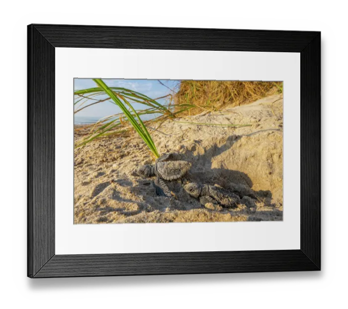 Framed Print : Kemp's ridley turtle (Lepidochelys kempii) hatchlings emerging from nest, Rancho Nuevo Sea Turtle Sanctuary, Tamaulipas, Mexico. Critically endangered Framed Print : Kemp's ridley turtle (Lepidochelys kempii) hatchlings emerging from nest, Rancho Nuevo Sea Turtle Sanctuary, Tamaulipas, Mexico. Critically endangered
