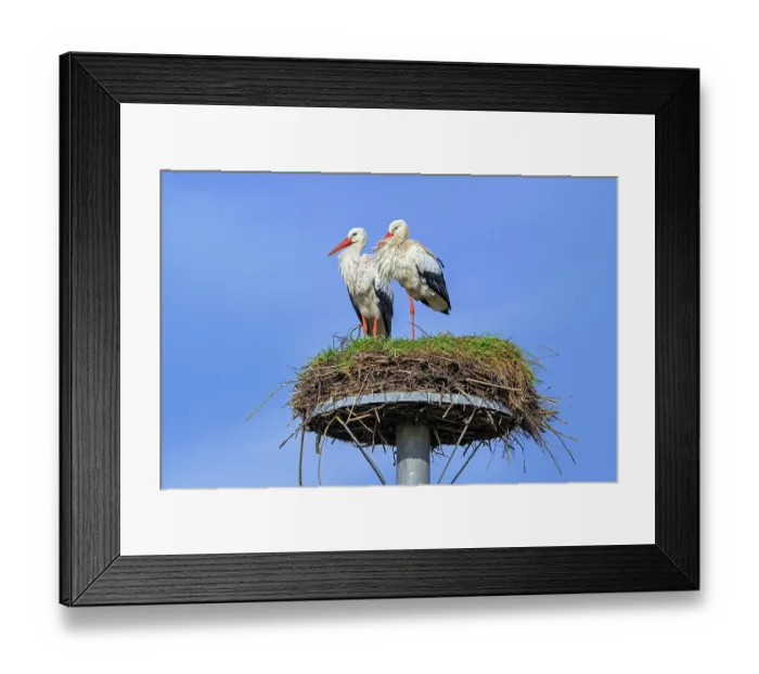 Framed Print : White storks (Ciconia ciconia) pair, perched on old nest from previous spring made on artificial nesting platform, Zwin Nature Park, Knokke, West Flanders, Belgium. February Framed Print : White storks (Ciconia ciconia) pair, perched on old nest from previous spring made on artificial nesting platform, Zwin Nature Park, Knokke, West Flanders, Belgium. February