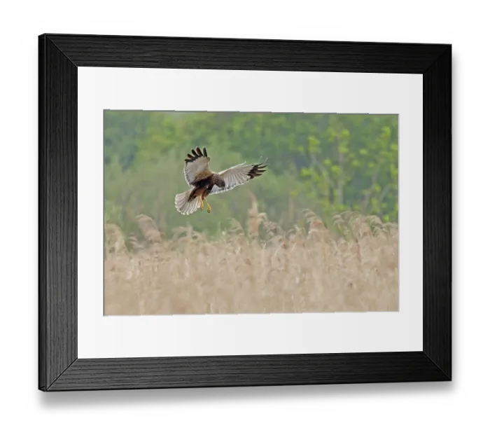 Framed Print : Marsh harrier (Circus aeruginosus) hunting over grassland, Norfolk, England, UK. May Framed Print : Marsh harrier (Circus aeruginosus) hunting over grassland, Norfolk, England, UK. May