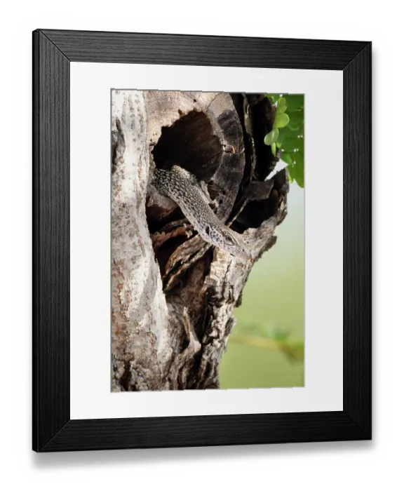 Framed Print : Spotted tree monitor (Varanus scalaris) emerging from a tree hollow, Darwin, Northern Territory, Australia Framed Print : Spotted tree monitor (Varanus scalaris) emerging from a tree hollow, Darwin, Northern Territory, Australia