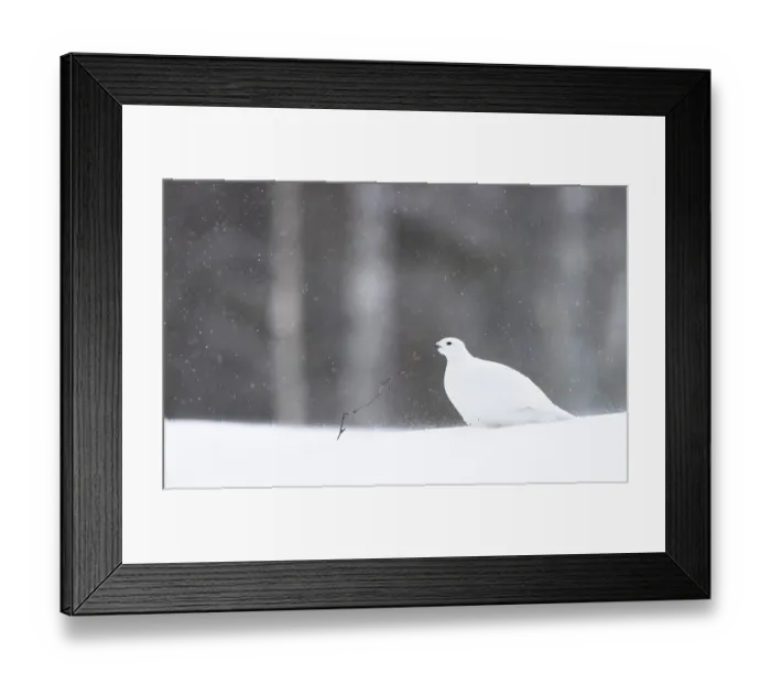 Framed Print : RF - Willow grouse (Lagopus lagopus) in a snow blizzard, Finland. March. (This image may be licensed either as rights managed or royalty free.) Framed Print : RF - Willow grouse (Lagopus lagopus) in a snow blizzard, Finland. March. (This image may be licensed either as rights managed or royalty free.)