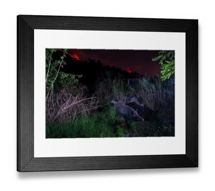 Framed Print : Wild boar (Sus scrofa) using a wildlife crossing above the busy A7 highway at night, red lights from wind turbines in background, Drome, France. September. Camera trap image Framed Print : Wild boar (Sus scrofa) using a wildlife crossing above the busy A7 highway at night, red lights from wind turbines in background, Drome, France. September. Camera trap image