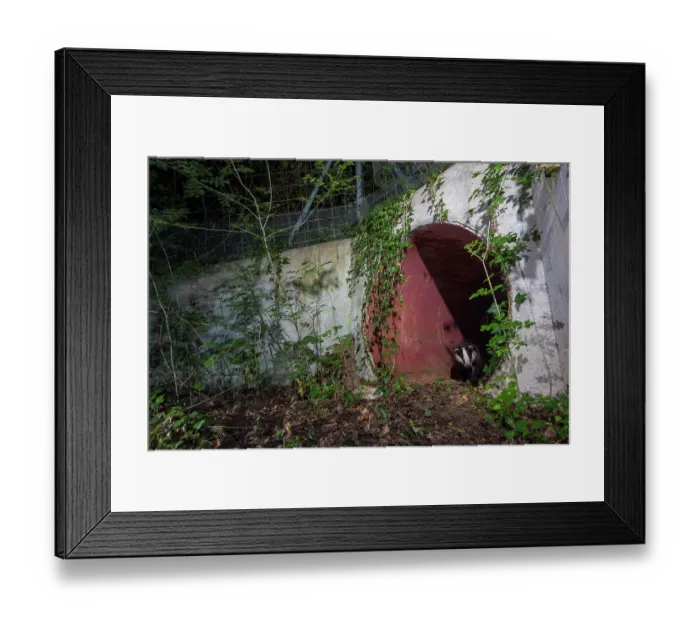 Framed Print : Badger (meles meles) exiting a wildlife underpass below the A10 highway, Charente-Maritime, France. June. Camera trap image Framed Print : Badger (meles meles) exiting a wildlife underpass below the A10 highway, Charente-Maritime, France. June. Camera trap image