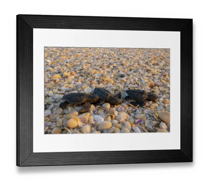 Framed Print : Three Kemp's ridley turtle (Lepidochelys kempii) hatchlings making their way to the sea, Rancho Nuevo Sea Turtle Sanctuary, Tamaulipas, Mexico. Critically endangered Framed Print : Three Kemp's ridley turtle (Lepidochelys kempii) hatchlings making their way to the sea, Rancho Nuevo Sea Turtle Sanctuary, Tamaulipas, Mexico. Critically endangered