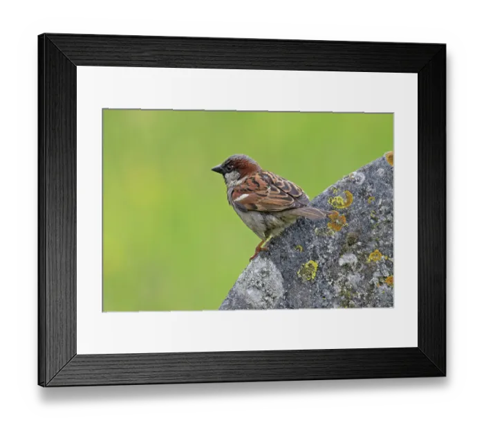 Framed Print : House sparrow (Passer domesticus) perched on gravestone, Norfolk, England, UK. June Framed Print : House sparrow (Passer domesticus) perched on gravestone, Norfolk, England, UK. June