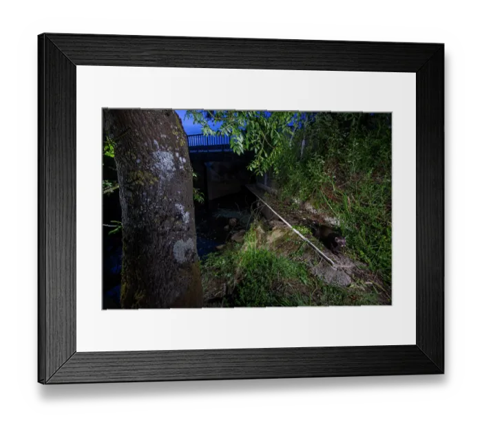 Framed Print : European polecat (Mustela putorius) walking along a wildlife underpass below the A83 highway and above the Blaison river at night, Vendee, France. May. Camera trap image Framed Print : European polecat (Mustela putorius) walking along a wildlife underpass below the A83 highway and above the Blaison river at night, Vendee, France. May. Camera trap image