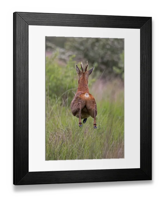 Framed Print : Roe deer (Capreolus capreolus) buck running through long grass, Norfolk, England, UK. May Framed Print : Roe deer (Capreolus capreolus) buck running through long grass, Norfolk, England, UK. May