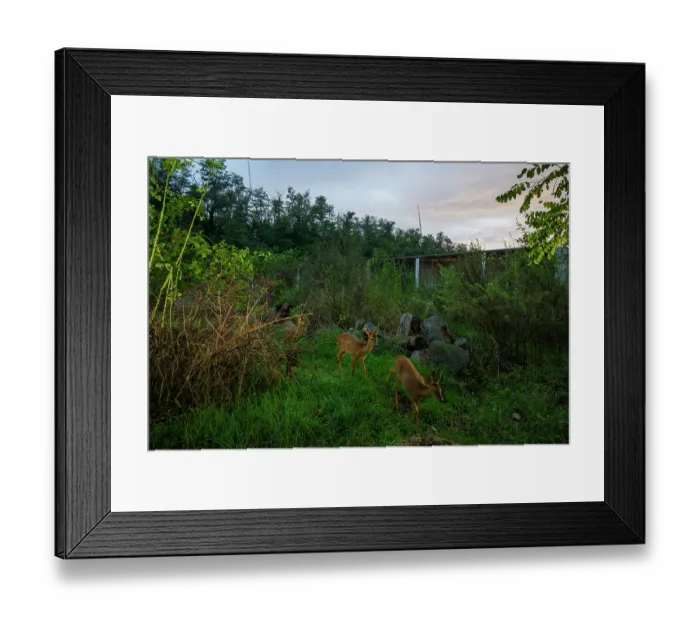 Framed Print : Three Roe deers (Capreolus capreolus) using a wildlife crossing above the busy A7 highway, Drome, France. September. Camera trap image Framed Print : Three Roe deers (Capreolus capreolus) using a wildlife crossing above the busy A7 highway, Drome, France. September. Camera trap image