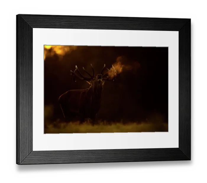Framed Print : RF - Red deer (Cervus elaphus) stag roaring at dawn with visible breath, Bradgate Park, Leicestershire, UK. October Framed Print : RF - Red deer (Cervus elaphus) stag roaring at dawn with visible breath, Bradgate Park, Leicestershire, UK. October