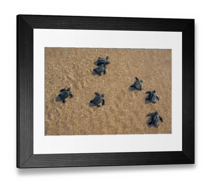 Framed Print : Kemp's ridley turtle (Lepidochelys kempii) hatchlings making their way to the sea, Rancho Nuevo Sea Turtle Sanctuary, Tamaulipas, Mexico. Critically endangered Framed Print : Kemp's ridley turtle (Lepidochelys kempii) hatchlings making their way to the sea, Rancho Nuevo Sea Turtle Sanctuary, Tamaulipas, Mexico. Critically endangered