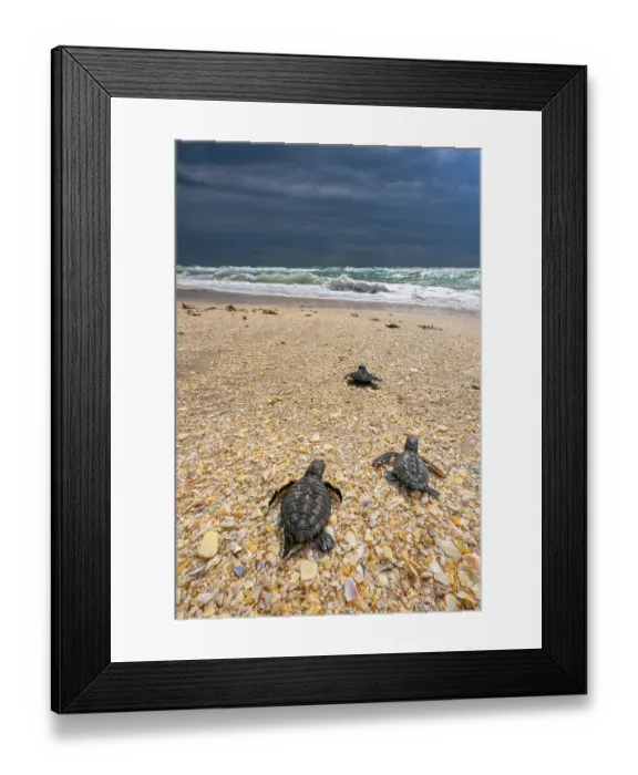 Framed Print : Three Kemp's ridley turtle (Lepidochelys kempii) hatchlings making their way to the sea, Rancho Nuevo Sea Turtle Sanctuary, Tamaulipas, Mexico. Critically endangered Framed Print : Three Kemp's ridley turtle (Lepidochelys kempii) hatchlings making their way to the sea, Rancho Nuevo Sea Turtle Sanctuary, Tamaulipas, Mexico. Critically endangered