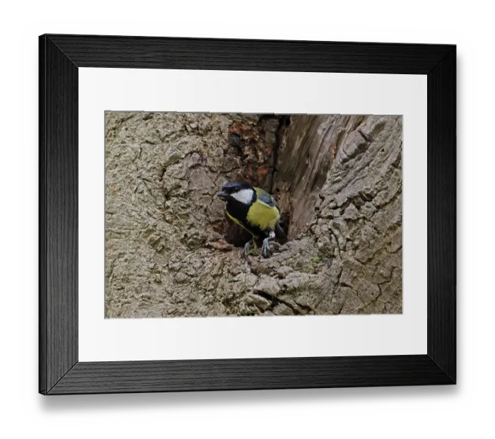 Framed Print : Great tit (Parus major) perched at entrance to tree hole nest, Snape, Suffolk, England, UK. May Framed Print : Great tit (Parus major) perched at entrance to tree hole nest, Snape, Suffolk, England, UK. May