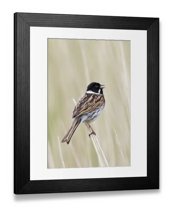 Framed Print : Reed bunting (Emberiza schoeniclus) male, perched among reeds singing, Suffolk, England, UK. May Framed Print : Reed bunting (Emberiza schoeniclus) male, perched among reeds singing, Suffolk, England, UK. May