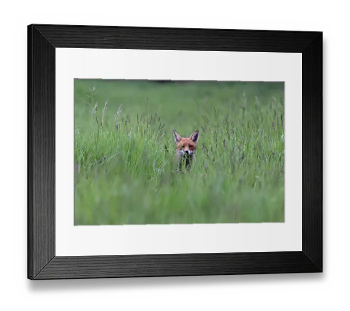Framed Print : Fox (Vulpes vulpes) walking through long grass, Suffolk, England, UK. May Framed Print : Fox (Vulpes vulpes) walking through long grass, Suffolk, England, UK. May