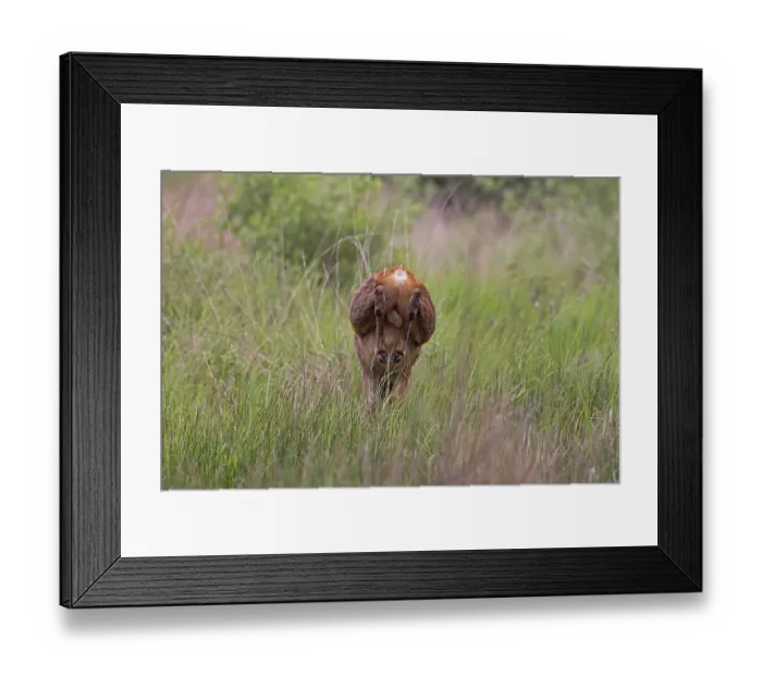Framed Print : Roe deer (Capreolus capreolus) buck running through long grass, Norfolk, England, UK. May Framed Print : Roe deer (Capreolus capreolus) buck running through long grass, Norfolk, England, UK. May